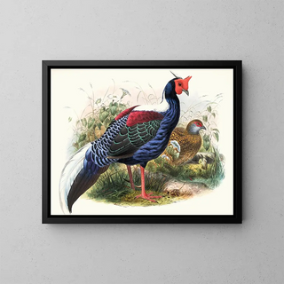 Joseph Smit - Euplocomus Swinhoei.webp