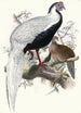 Euplocomus nycthemerus - Joseph Smit — Ansicht des Kunstwerks