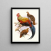 Gallus lafayettei - Joseph Smit — quadro incorniciato alla parete