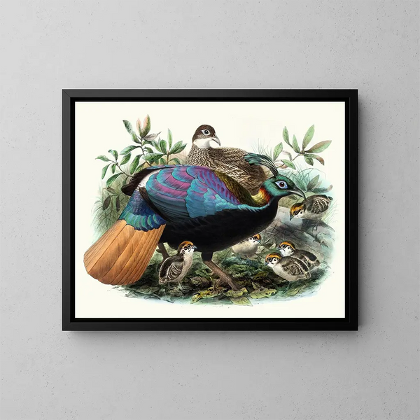 Lophophore impeyanus - Joseph Smit — gerahmtes Bild an der Wand