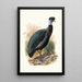 Numida Verreauxii - Joseph Smit — gerahmtes Bild an der Wand