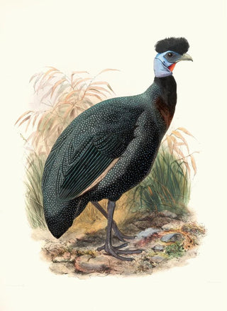 Joseph Smit - Numida Verreauxii.webp
