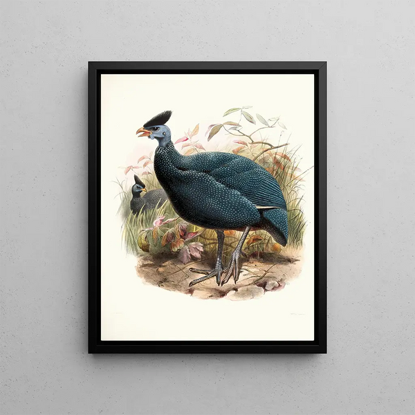 Joseph Smit - Numida plumifera.webp