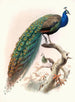 Pavo cristatus - Joseph Smit — Ansicht des Kunstwerks