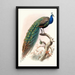Pavo cristatus - Joseph Smit — gerahmtes Bild an der Wand
