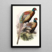 Phasianus Deccollatus - Joseph Smit — gerahmtes Bild an der Wand