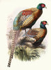 Phasianus Deccollatus - Joseph Smit — Ansicht des Kunstwerks