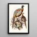 Phasianus formosanus - Joseph Smit — gerahmtes Bild an der Wand