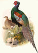 Phasianus versicolor - Joseph Smit — vista dell’opera