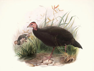 Phasidus Niger - Joseph Smit — Ansicht des Kunstwerks