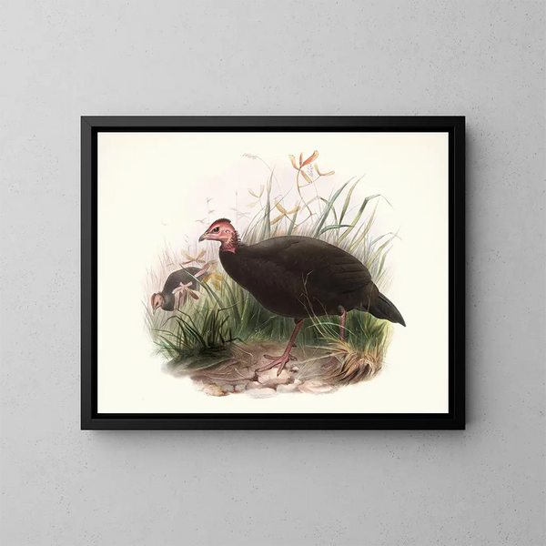 Phasidus Niger - Joseph Smit — gerahmtes Bild an der Wand