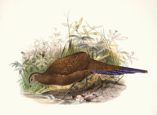 Joseph Smit - Polyplectron chalcurum.webp