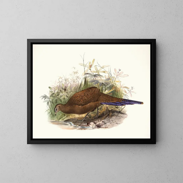 Poule de Sumatra - Joseph Smit — gerahmtes Bild an der Wand