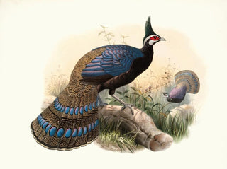 Joseph Smit - Polyplectron emphanum.webp