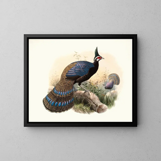 Joseph Smit - Polyplectron emphanum.webp