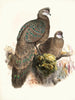 Polyplectron thibetanum - Joseph Smit — Ansicht des Kunstwerks