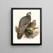 Polyplectron thibetanum - Joseph Smit — gerahmtes Bild an der Wand