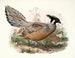 Purcasie de Darwin - Joseph Smit — vista dell’opera
