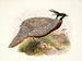 Purcasia macrolopha - Joseph Smit — vista dell’opera