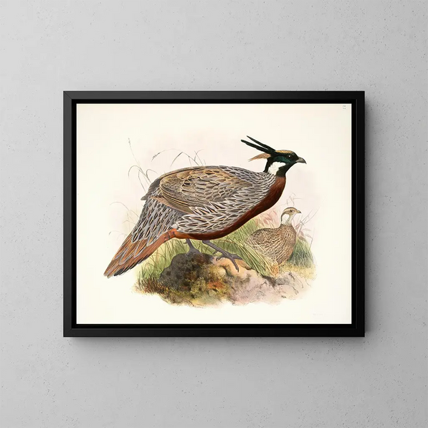 Purcasia macrolopha - Joseph Smit — gerahmtes Bild an der Wand