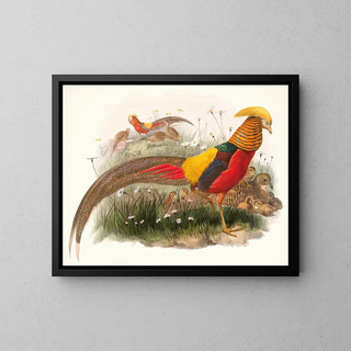 Joseph Smit - Thaumalea picta.webp