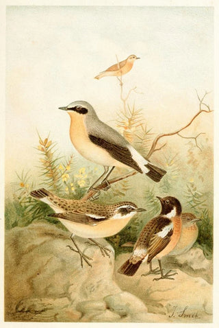 Joseph Smit - Wheatear Stonechat and Whinchat.webp