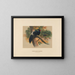 Kaleege de Horsfield - Joseph Wolf — gerahmtes Bild an der Wand