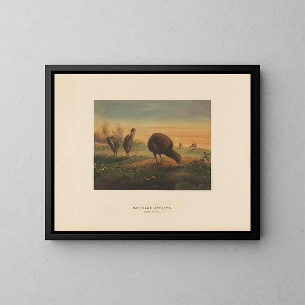 Apteryx di Mantell - Joseph Wolf — quadro incorniciato alla parete