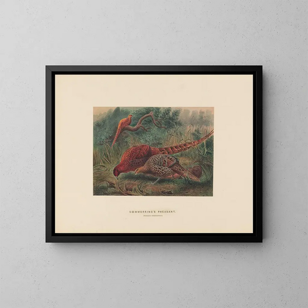 Le faisan de Soemmering - Joseph Wolf — quadro incorniciato alla parete