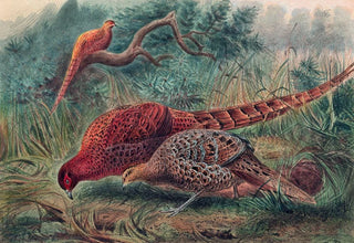 Joseph Wolf - Soemmerrings Pheasant.webp