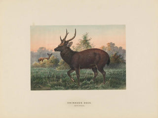 Hirsch von Swinhoe - Joseph Wolf — Ansicht des Kunstwerks