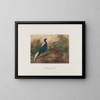Joseph Wolf - Swinhoes Pheasant.webp