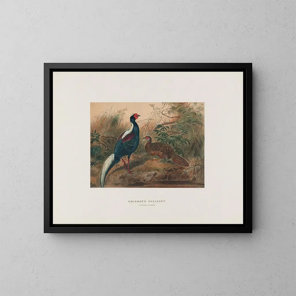Faisan di Swinhoe - Joseph Wolf — quadro incorniciato alla parete