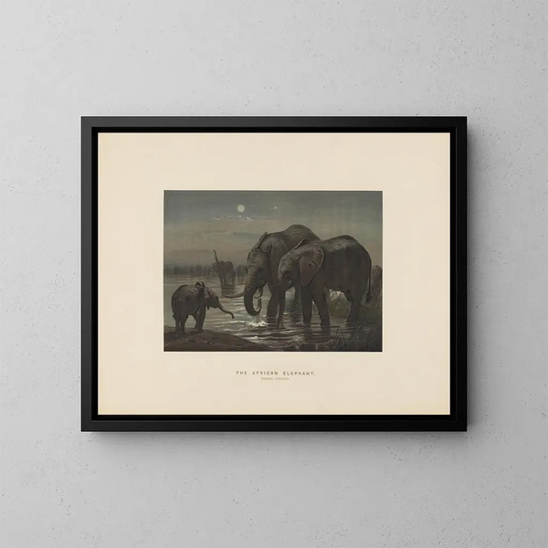 L'elefante africano - Joseph Wolf — quadro incorniciato alla parete