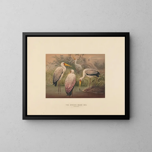 L'ibis des savanes - Joseph Wolf — quadro incorniciato alla parete