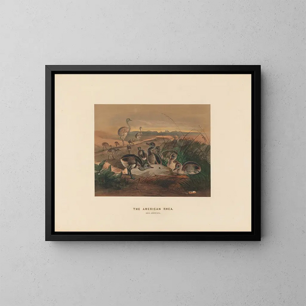 La rhea americana - Joseph Wolf — quadro incorniciato alla parete