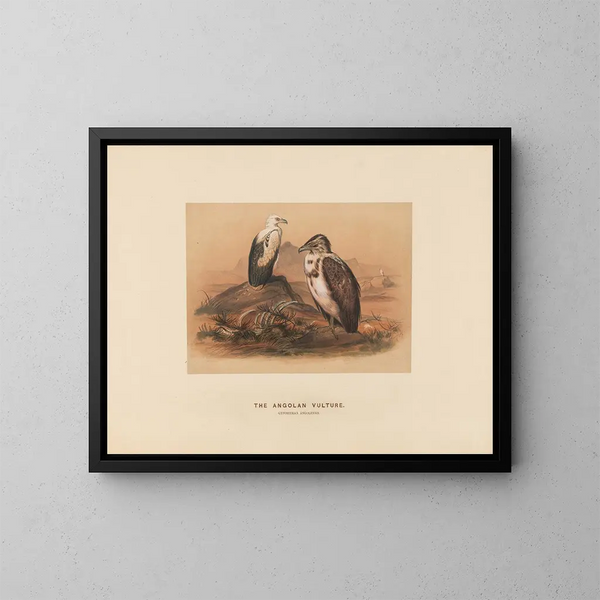 Le vautour angolais - Joseph Wolf — quadro incorniciato alla parete