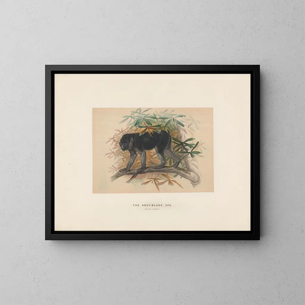 Le macaque noir cendré - Joseph Wolf — quadro incorniciato alla parete