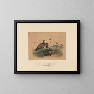 L'Oca con testa cenere - Joseph Wolf — quadro incorniciato alla parete