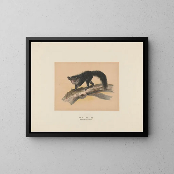 L'Aye-Aye - Joseph Wolf — quadro incorniciato alla parete