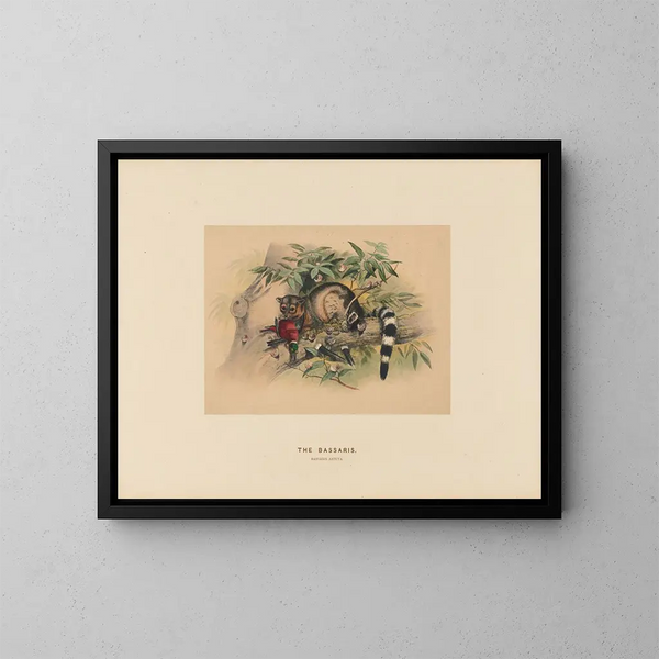 Les Bassaris - Joseph Wolf — quadro incorniciato alla parete