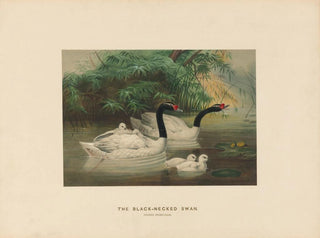Der schwarze Hals Schwan - Joseph Wolf — Ansicht des Kunstwerks