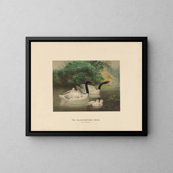 Il cigno dal collo nero - Joseph Wolf — quadro incorniciato alla parete