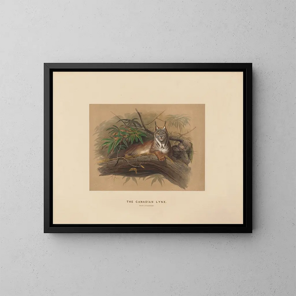 Il linx del Canada - Joseph Wolf — quadro incorniciato alla parete