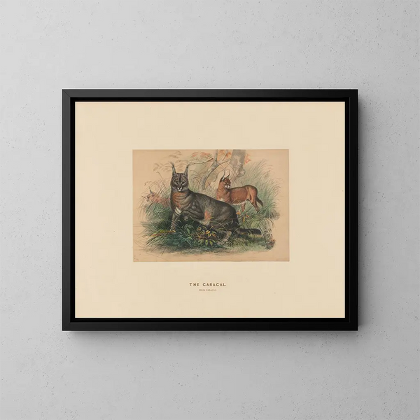 Le Caracal - Joseph Wolf — quadro incorniciato alla parete