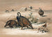 La Perdrix des neiges de la Caspienne - Joseph Wolf — artwork view