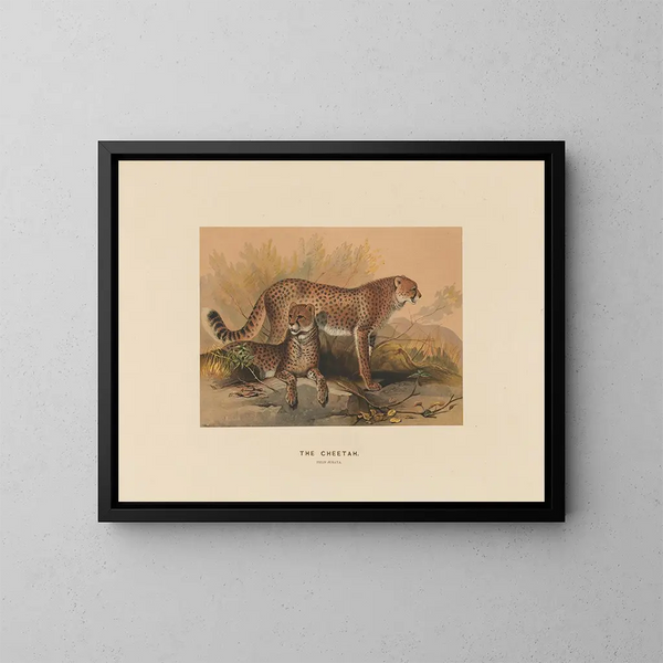 Il ghepardo - Joseph Wolf — quadro incorniciato alla parete