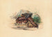 La Clotho - Joseph Wolf — vista dell’opera