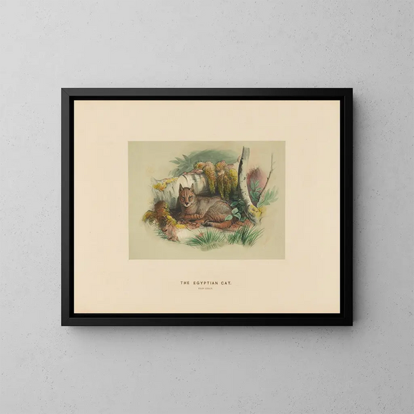 Il gatto egiziano - Joseph Wolf — quadro incorniciato alla parete
