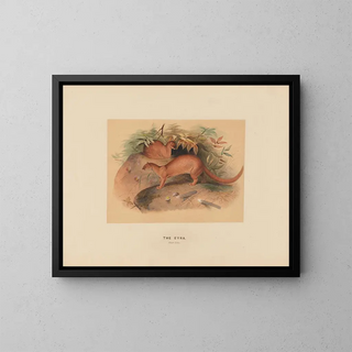 L'Eyra - Joseph Wolf — quadro incorniciato alla parete